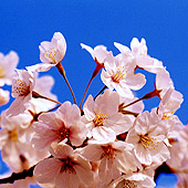 美しい桜を鑑賞してください。